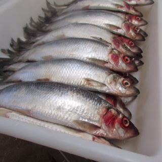 Herring (Sild)
